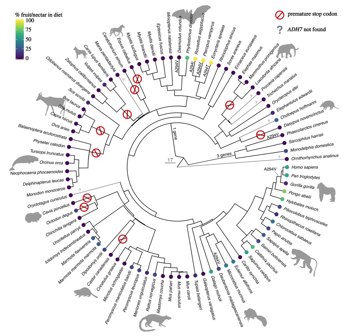 Mareike Janiak (@mareikecora) on Twitter photo New <a href="/AMelinLab/">Amanda Melin (she/her)</a> paper out in <a href="/RSocPublishing/">Royal Society Publishing</a> Bio Letters!
We looked at genetic variation related to ethanol metabolism across 85 mammals and found patterns of gene loss & selection related to diet. 🐘🦇🐬
Brief thread with results to follow!
royalsocietypublishing.org/doi/10.1098/rs… New <a href="/AMelinLab/">Amanda Melin (she/her)</a> paper out in <a href="/RSocPublishing/">Royal Society Publishing</a> Bio Letters!
We looked at genetic variation related to ethanol metabolism across 85 mammals and found patterns of gene loss & selection related to diet. 🐘🦇🐬
Brief thread with results to follow!
royalsocietypublishing.org/doi/10.1098/rs…