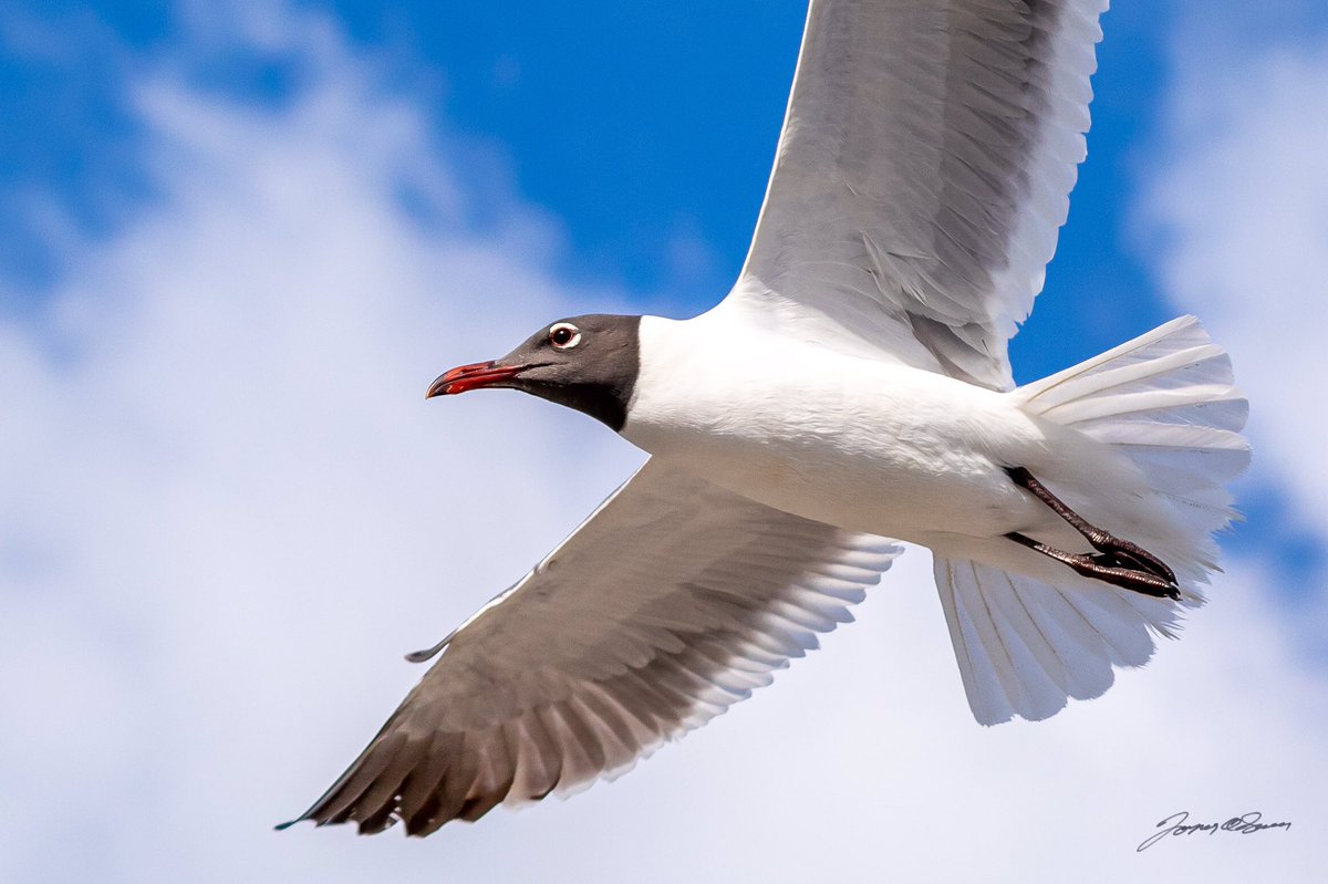 Some aerial work down at the Key West Bight today.