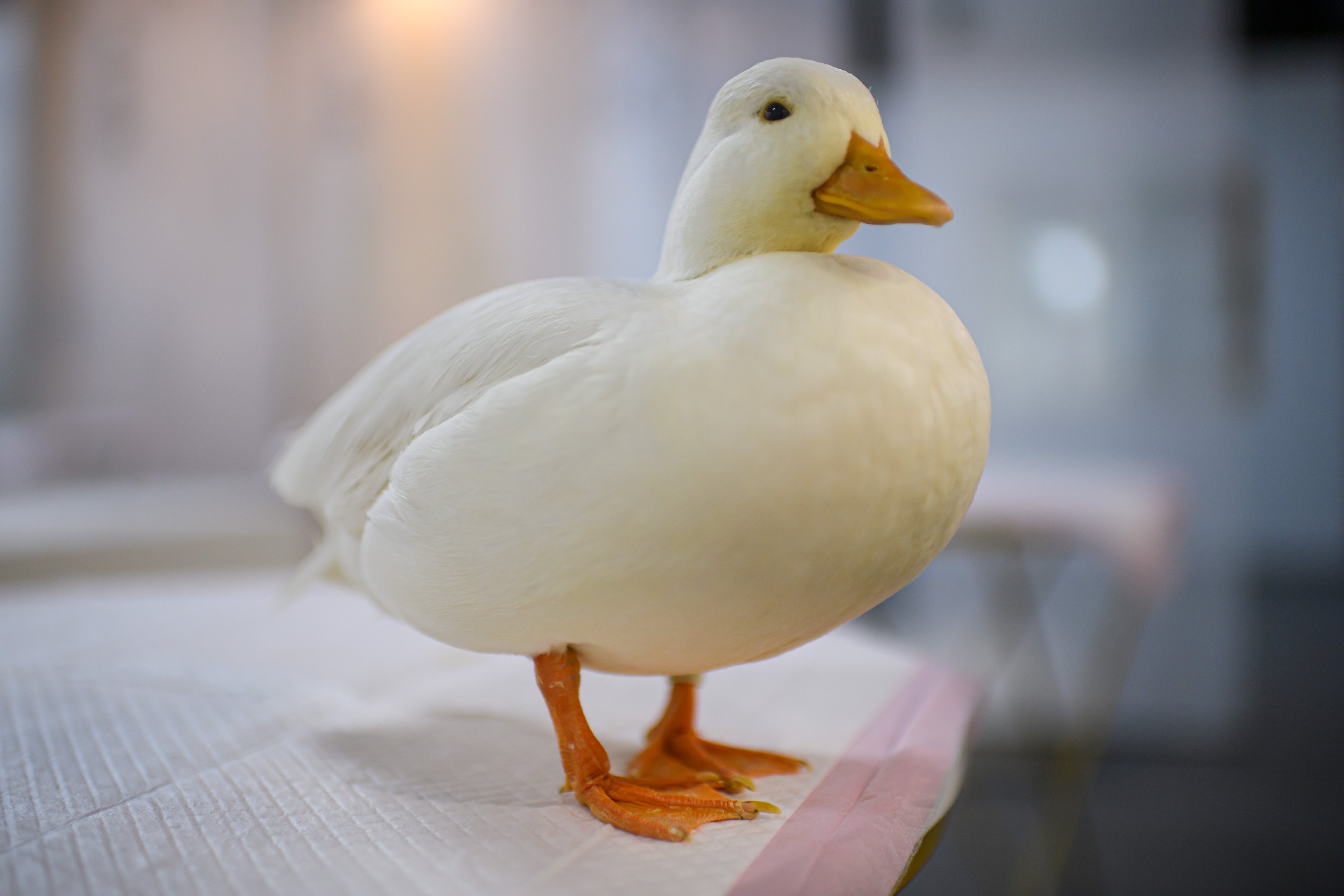 Pet What is the Small Round White Cute Bird Called​: Adorable Avian Guide