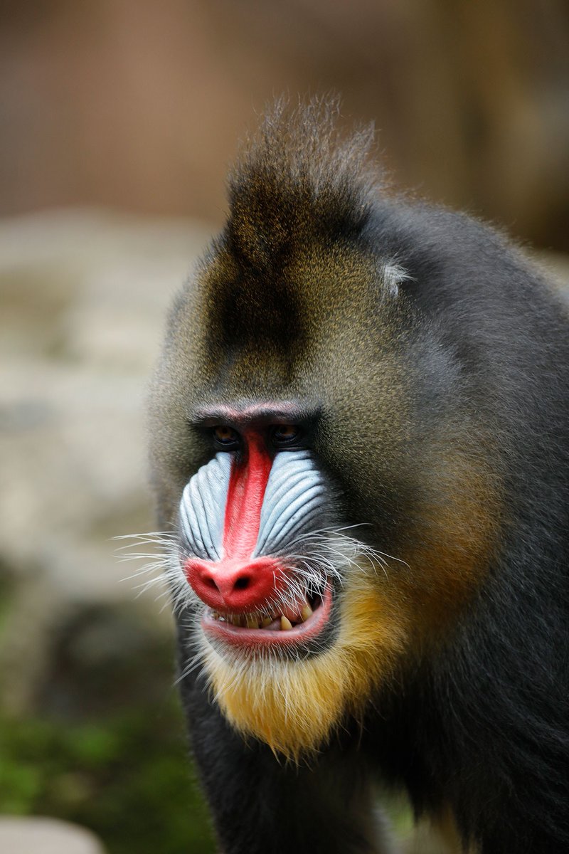 BaliSafari's tweet photo. Are mandrills really this colorful or are they just wearing #facepaint ?

Check our site at https://t.co/PGLSelhwEE to learn more.

#Mandrill #SafariLife #BaliSafariPark #ConservationPark #SafariPark https://t.co/Zig514fl0a