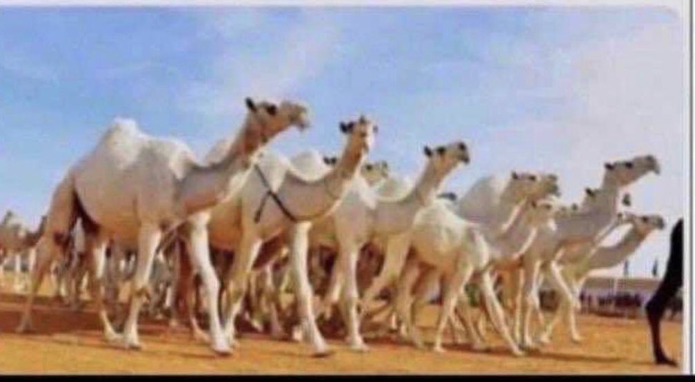 الشاطر الي يحل اللغز
 بدون مساعدات قوقليه😃
.
.
الوضح زادت في مراح المجاهيم
والله مابغيته لو هي  من  حلالي 🐪