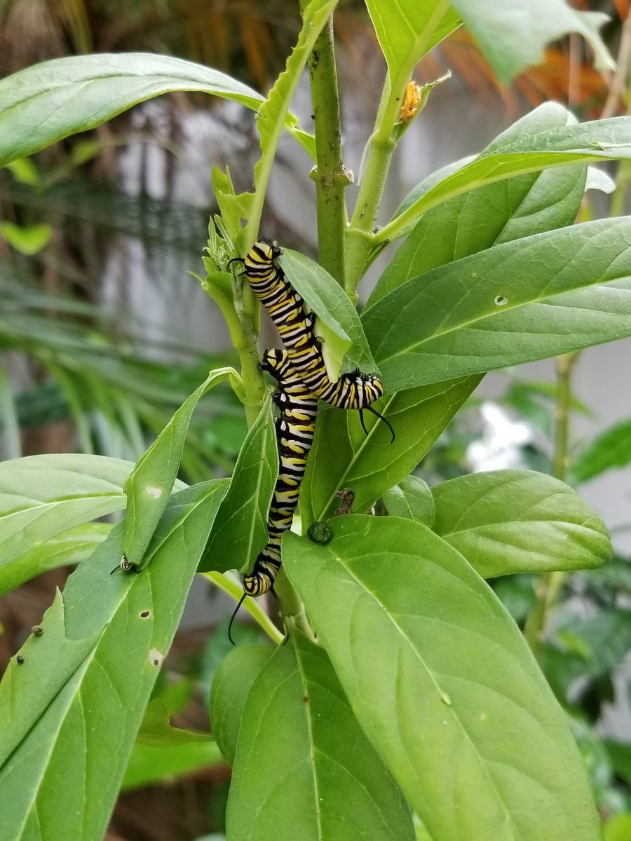 RyanSKeller's tweet photo. Monarch caterpillars doing their thing. See if you can spot a 3rd one hiding out!
#Click4Full https://t.co/ylrLNymFiQ