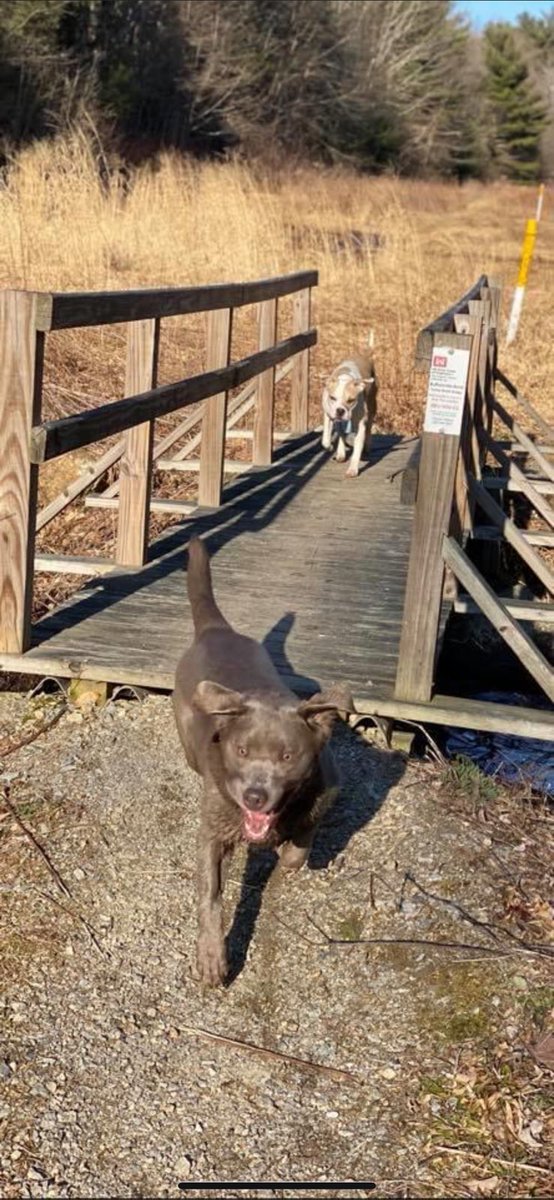 OMS_Stu_Co's tweet photo. Nature Day #bicycleride #dogs #OMSVirtualSpiritWeek https://t.co/NyAYYAnJTj
