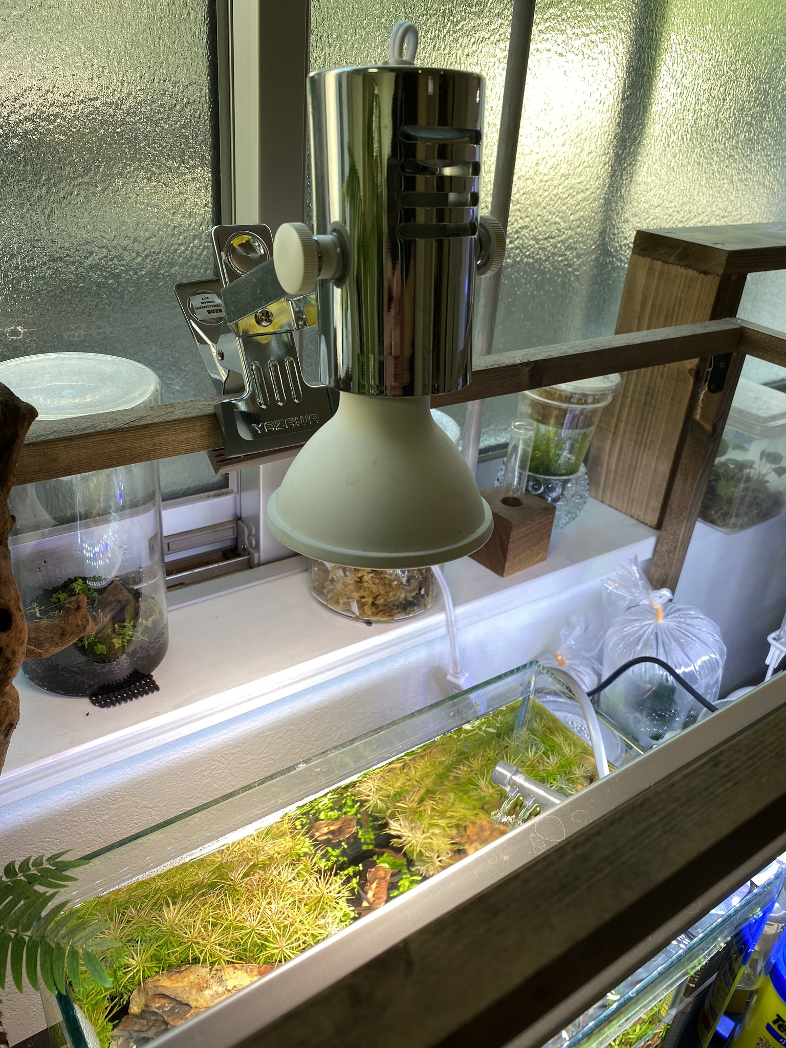 はな Ikea Vaxer ヴェクセル コトブキ フラットled600 吊り下げ Ikeaのライトは赤が強くてかなり黄色い 草にはいいけど 魚は映えなさそう ま いっか