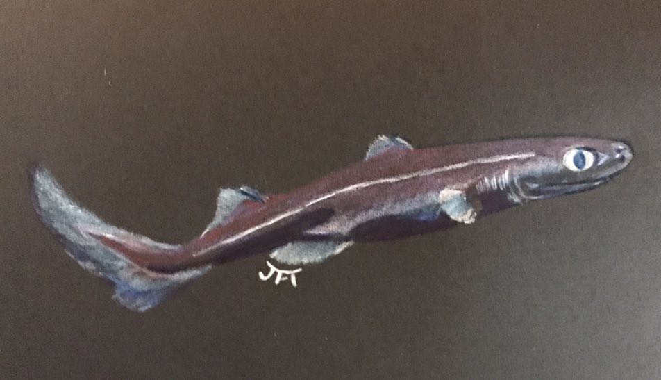TollefScience's tweet image. A midweek  #SundayFishSketch to play along with the shark-themed #RTMPArtChallenge from @RoyalTyrrell. Velvet belly lanternshark (Etmopterus spinax), a deep sea species from the North Atlantic #MuseumFromHome