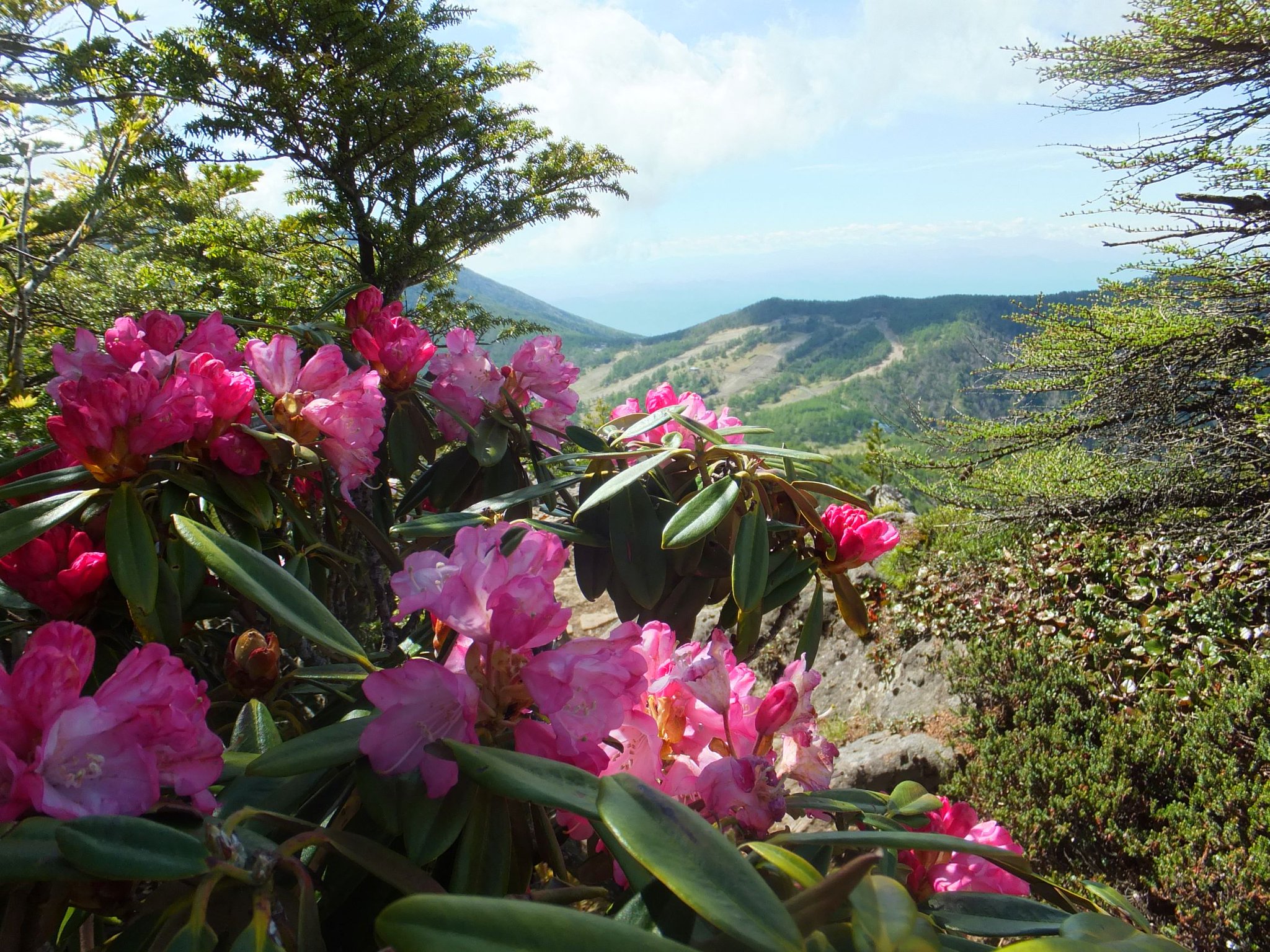 競馬ブック 宇土 しゃくなげ賞 しゃくなげは常緑性の花木 赤 白 黄 ピンクなど変化 に富んだ花色と 大きく美しい花房が特徴 また ネモトシャクナゲは福島県の花に選定されている ｊｒａ ｈｐより 先日も呟い