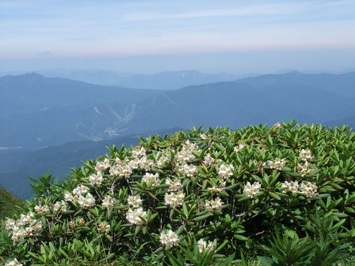 競馬ブック 宇土 しゃくなげ賞 しゃくなげは常緑性の花木 赤 白 黄 ピンクなど変化 に富んだ花色と 大きく美しい花房が特徴 また ネモトシャクナゲは福島県の花に選定されている ｊｒａ ｈｐより 先日も呟いたが 暮れゆく尾瀬の空を