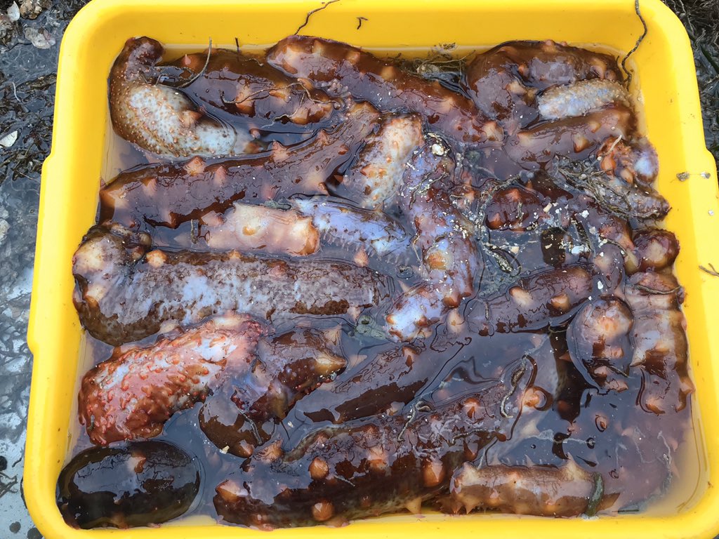 EmGLim's tweet image. Ever wondered what 29 sea cucumbers in a bin looks like?! We caught these on a test run of our #BMSClive dredge, I can’t wait to see what we catch during the live stream on Thursday! bit.ly/2Sj4Z0H