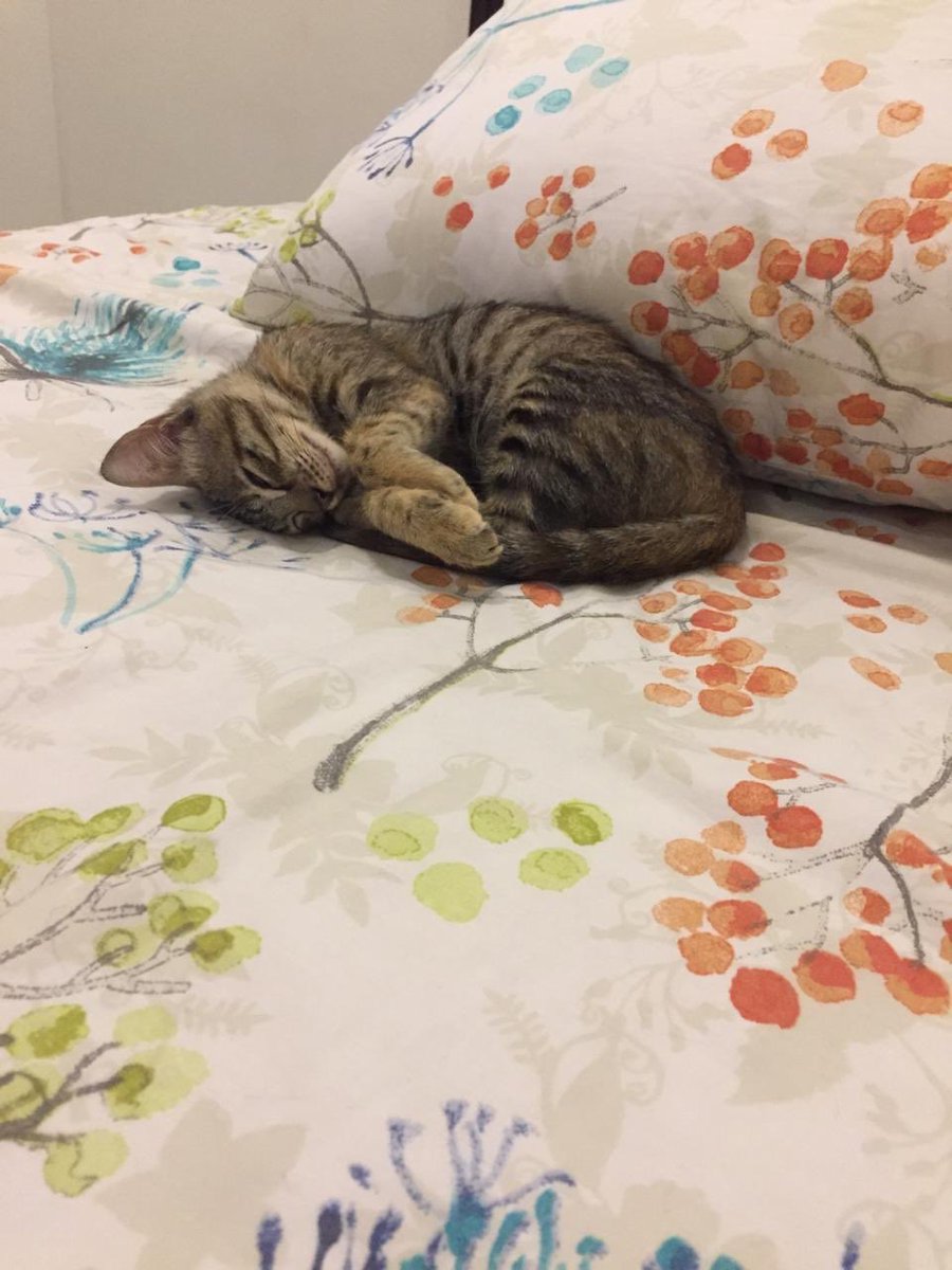 Tuna Fire Fans tweet media