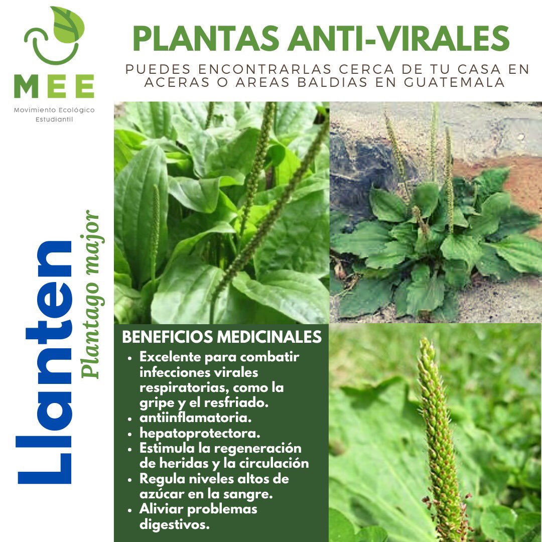 Descompostura Salida hacia Despertar Movimiento Ecológico Estudiantil #EscazúAhoraGuate on Twitter: "El llantén es una de las hierbas medicinales más abundantes y accesibles.Además,pueden aprovecharse tanto sus hojas como sus semillas para preparar remedios naturales.Entre sus usos,se destaca Descompostura Salida hacia Despertar Movimiento Ecológico Estudiantil #EscazúAhoraGuate on Twitter: "El llantén es una de las hierbas medicinales más abundantes y accesibles.Además,pueden aprovecharse tanto sus hojas como sus semillas para preparar remedios naturales.Entre sus usos,se destaca