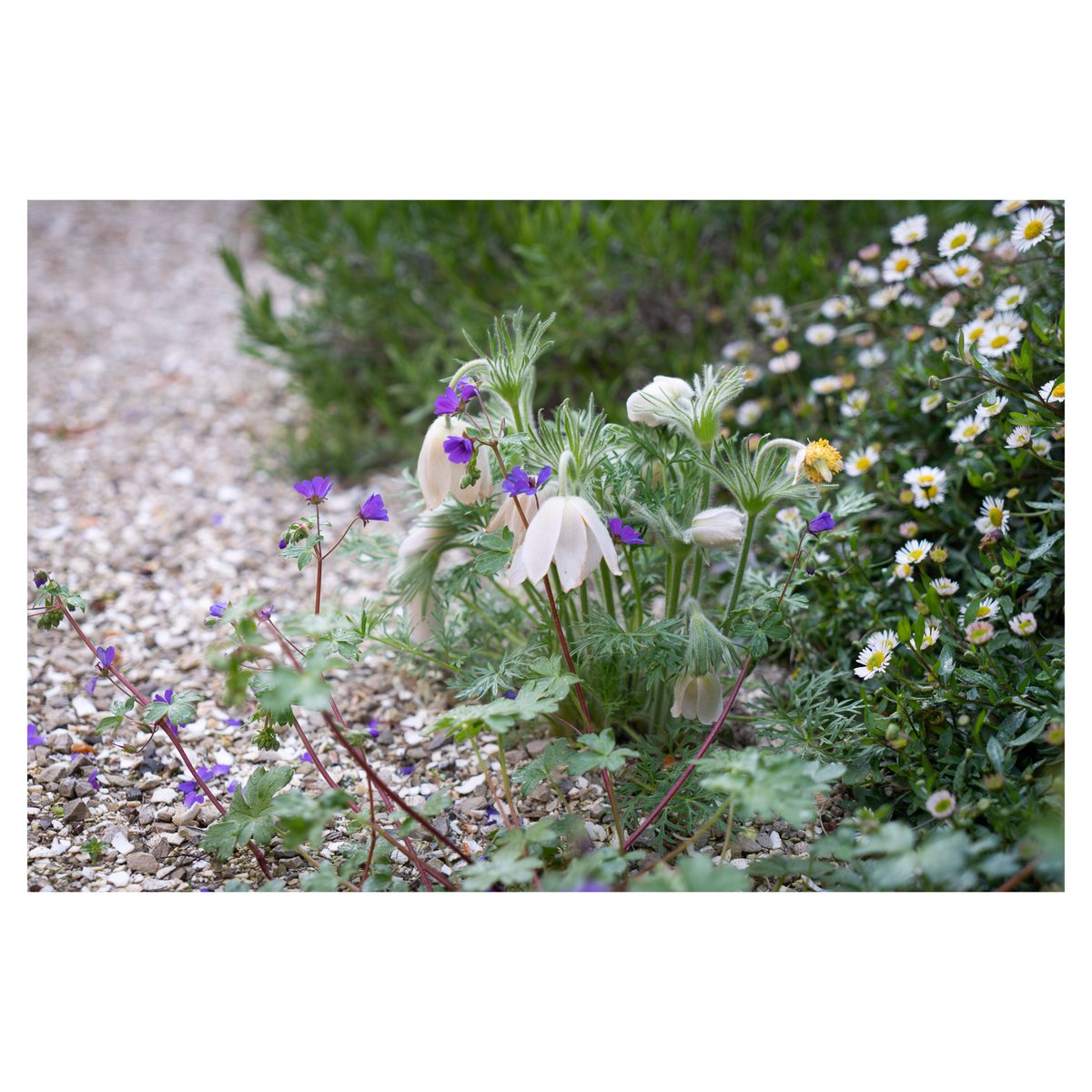 Good job we love Geranium 'Bill Wallis', he's self sown all over the garden this year in the borders and in the gravel mingling with the Erigeron and Pulsatilla. 
.
.
.
.
.
#geraniumbillwallis #selfsown #selfseeders #gravelgarden #inthegarden #erigeron #pulsatilla #plantingdesign
