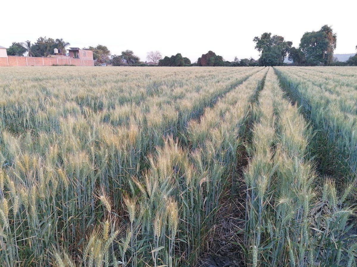 xochicentli's tweet photo. En la plataforma de investigación Masagro de Ocotlán Jalisco , se evaluan 5 variedades de trigo en el sistema AC #LaAgriculturaSigue @SaldiviaAbel @perezgomezjesus @Hub_INGP https://t.co/xmSQVkQ4KF