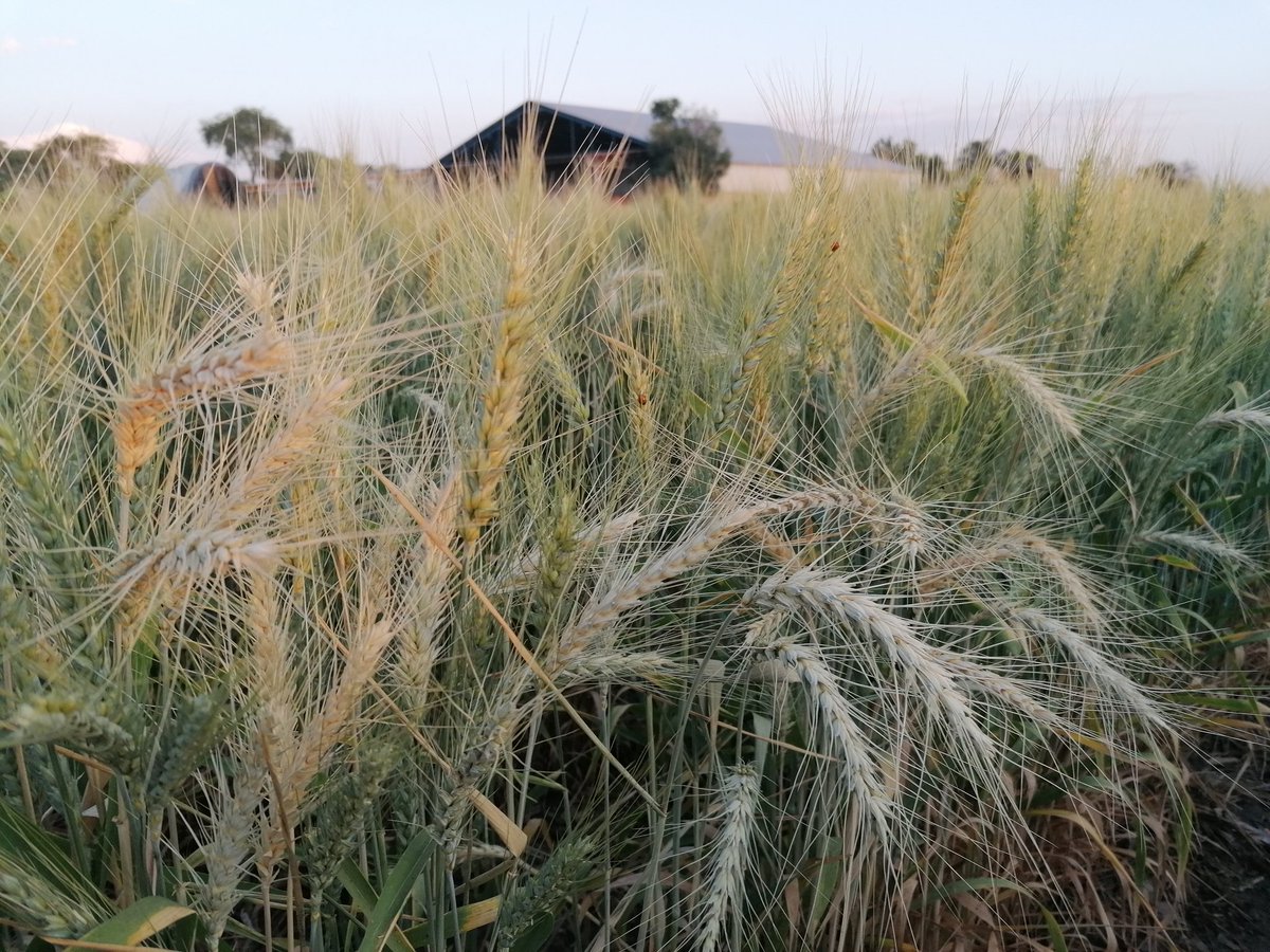 xochicentli's tweet photo. En la plataforma de investigación Masagro de Ocotlán Jalisco , se evaluan 5 variedades de trigo en el sistema AC #LaAgriculturaSigue @SaldiviaAbel @perezgomezjesus @Hub_INGP https://t.co/xmSQVkQ4KF