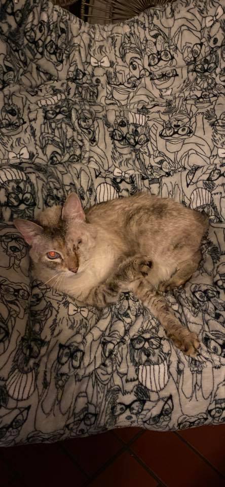 PeterAskin1's tweet photo. Darling granny Siamese/Manx mix "Brenda" is in #NewRoadsLA at Pointe Coupee Parish Animal Services! Declawed & had an eye removed & must have a quiet indoor home! Chatty! Loving! Adopt! Pledge! Phone 225-718-0688 URGENT PLEASE!
https://t.co/n3Gz5hDgrn
https://t.co/n3Gz5hDgrn https://t.co/ZMlns8tbnu
