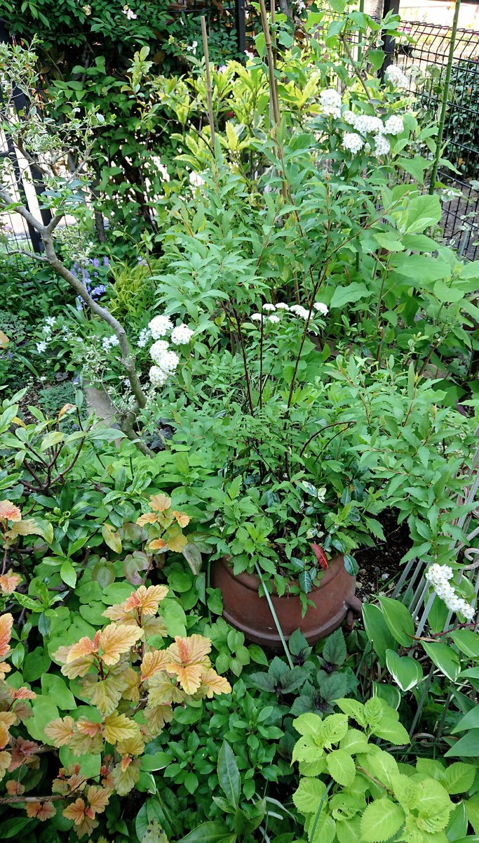 ハナコ 今日は どんどん伸びてくる ｶｻﾌﾞﾗﾝｶやアナベル 宿根草の 支柱を立てかえようと思って 支柱も竹に変えてみたら 見た目もやっぱりいいみたい だんだんジャングルになりつつ ありますね