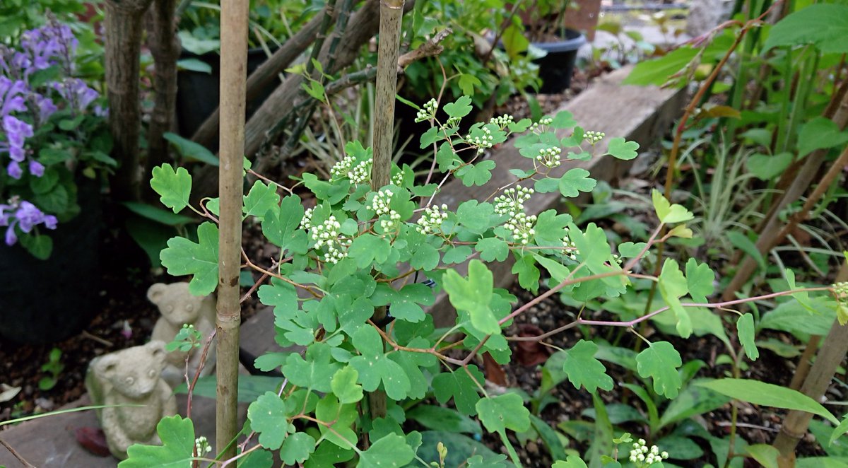 ハナコ 今日は どんどん伸びてくる ｶｻﾌﾞﾗﾝｶやアナベル 宿根草の 支柱を立てかえようと思って 支柱も竹に変えてみたら 見た目もやっぱりいいみたい だんだんジャングルになりつつ ありますね