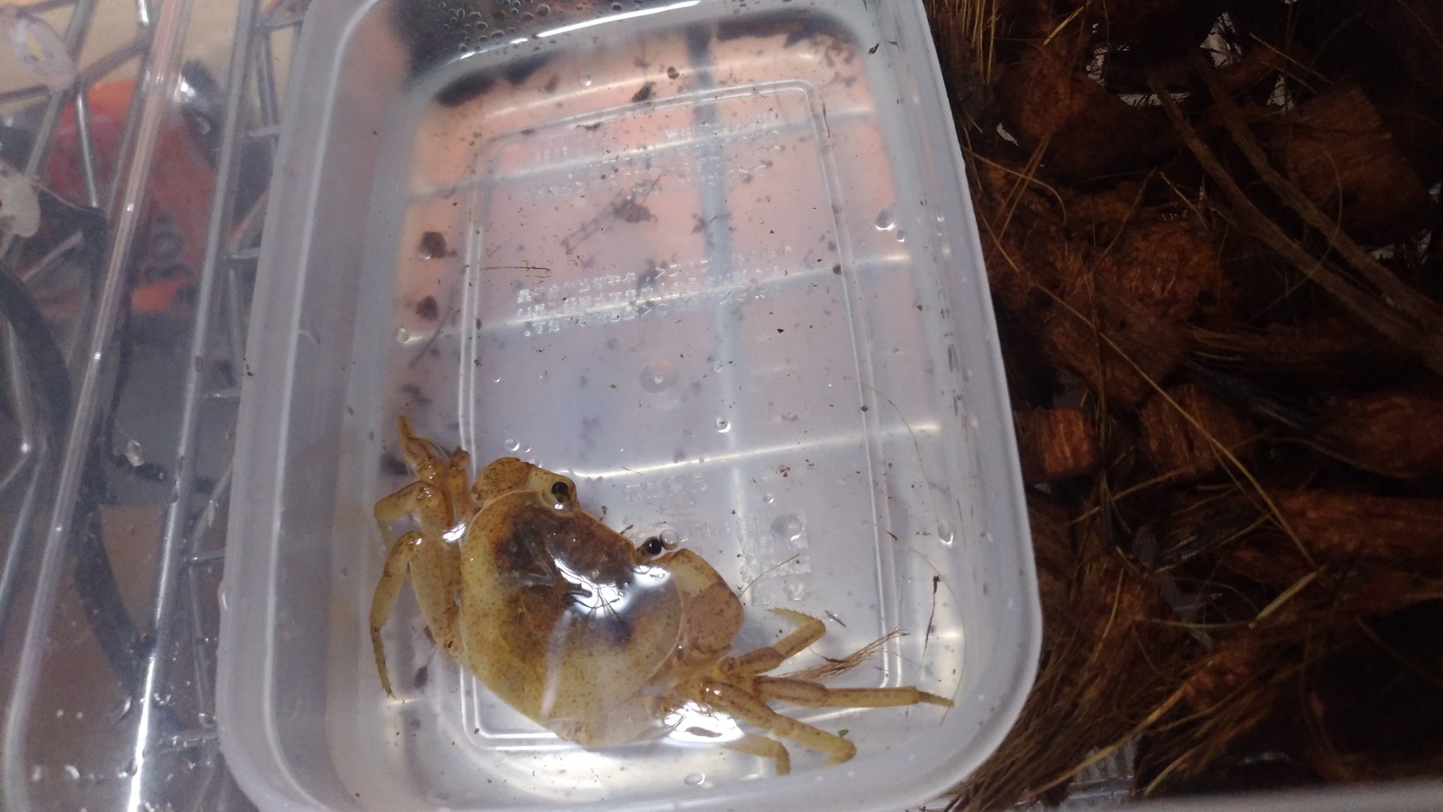 黒守宮 実は 以前からサカモトサワガニの飼育も始めていたのだが なかなかカニも面白い せっかく多様なサワガニが暮らす沖縄に住んでいるので 法に触れない範囲で 他の種類も飼育してみたい ただ一つだけ言わせてほしい こいつは夜行性なのだが