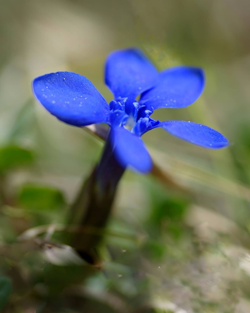jika2001's tweet photo. Gentiane printanière
#gentiane #flowerpower #mission_b
#fetedelanature https://t.co/0RJUwtHaOz https://t.co/fTzyLwWBuq