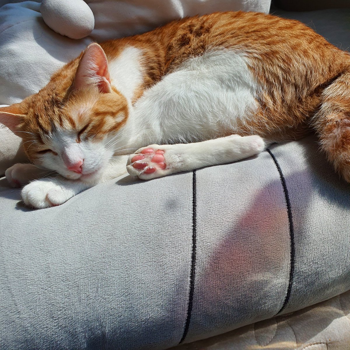 젤리 보여주며 자는 고영
핑크 젤리랑 핑크 코 마이럽💓💓