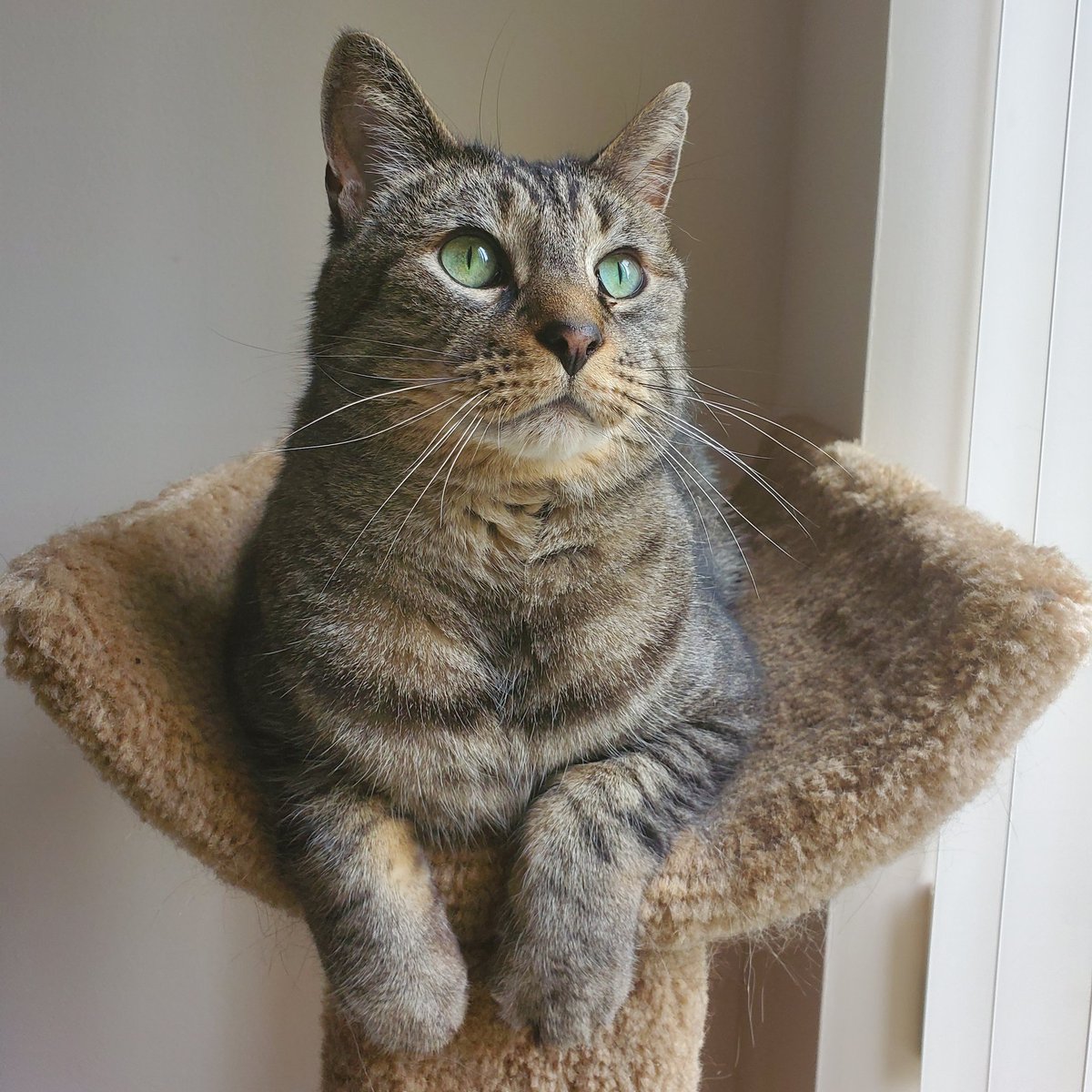 ingefinge's tweet photo. Those eyes, though.
#isolationcats https://t.co/wgy7TRnPE9