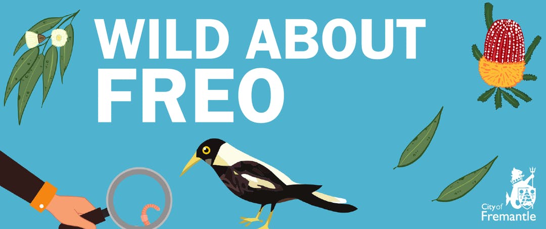 HelloLagom's tweet photo. Are you wild about Freo? Record and share your observations around Freo / Walyalup.
 https://t.co/Yh8bavH2sF 

@inaturalist
#CitizenScience #thisisfremantle #IsolationInspiration #StayHomeStaySafe #biodiversity #LearnAtHome https://t.co/bEi6r39JSO