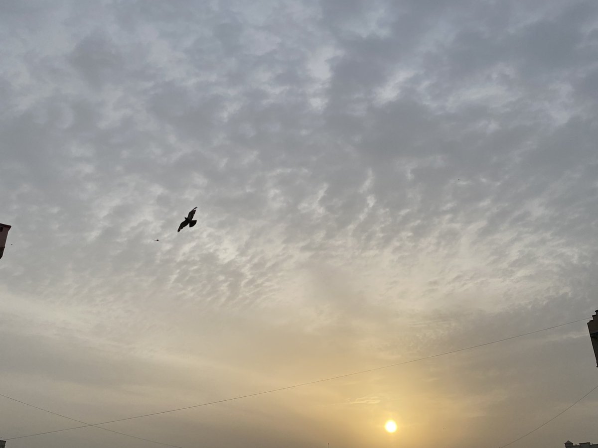 Kajal_AAI's tweet photo. #ahcharyathehypocrite #21dayslockdown #day12 #eyelens #delhimorning #shotiniphone #iphone11pro #rawnature #naturalcolors #natureasartist #quickrevival #staysafe #backintown #stayhome #goodmorning ππ #bemindful #theathomeseries #mybalconyview #loveforclouds #aanvikshiky https://t.co/eAzLVDGFtA