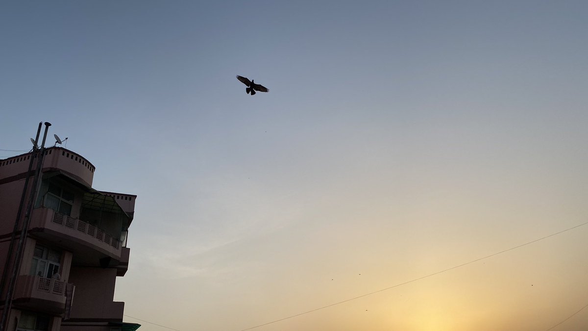 Kajal_AAI's tweet photo. #ahcharyathehypocrite #21dayslockdown #day12 #eyelens #delhimorning #shotiniphone #iphone11pro #rawnature #naturalcolors #natureasartist #quickrevival #staysafe #backintown #stayhome #goodmorning ππ #bemindful #theathomeseries #mybalconyview #loveforclouds #aanvikshiky https://t.co/eAzLVDGFtA