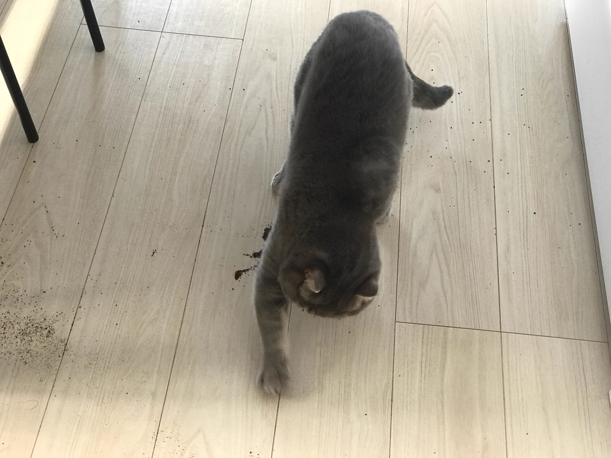 コーヒー豆をこぼした結果？ネコが掃除しくれたwww