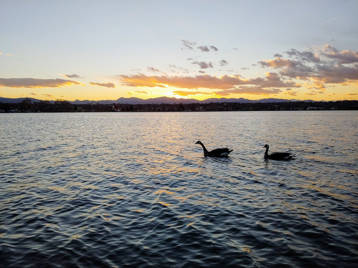 I don't know if I'll ever get used to the sight of pelicans in Colorado. Also in the lake this evening were another (or same?) muskrat, a camera-shy heron, and a beautiful wood duck.