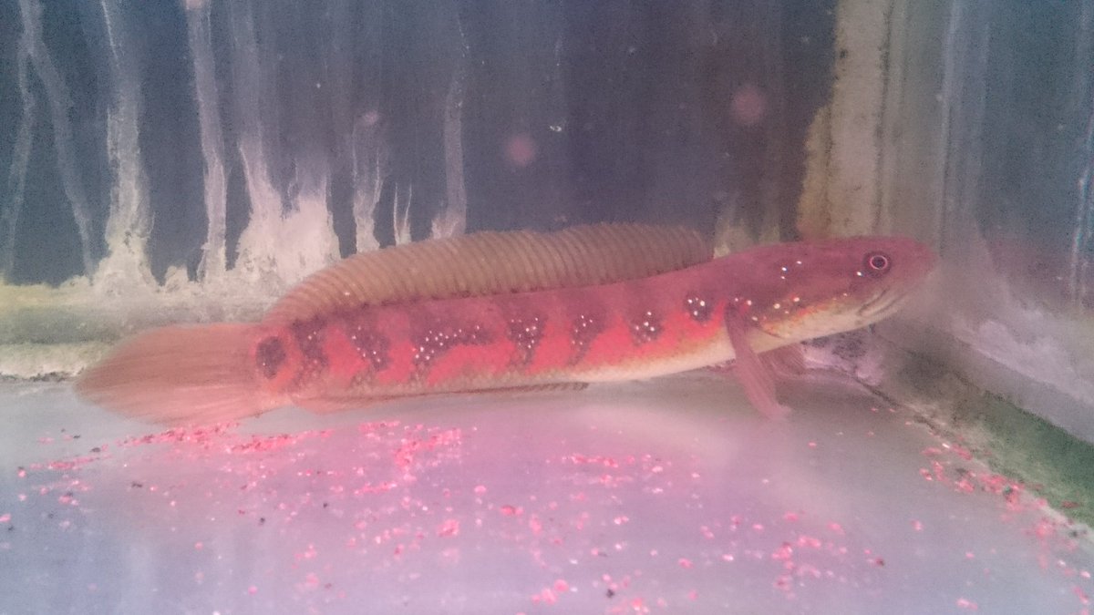 アクアハウスボビーズ En Twitter 赤いコウタイ入りました ちゃんと赤いの来ましたよ 栃木県熱帯魚店 レッドコウタイ スネークヘッド アクアハウスボビーズ