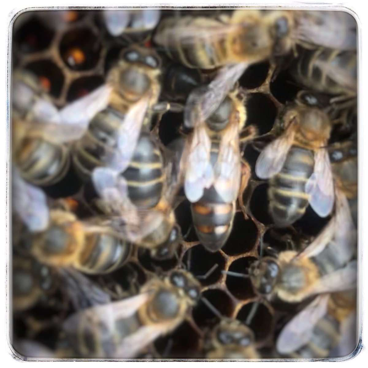 Nueva tanda de reinas fecundadas. Hemos logrado nuestro objetivo de multiplicación de colmenas de la floración en levante.
.
.
.
#honey #saludable #bee #vidasana #nutricion #tiendaonline #comidasana #vidasaludable #tienda #alimentos #vitaminas #miel #nature