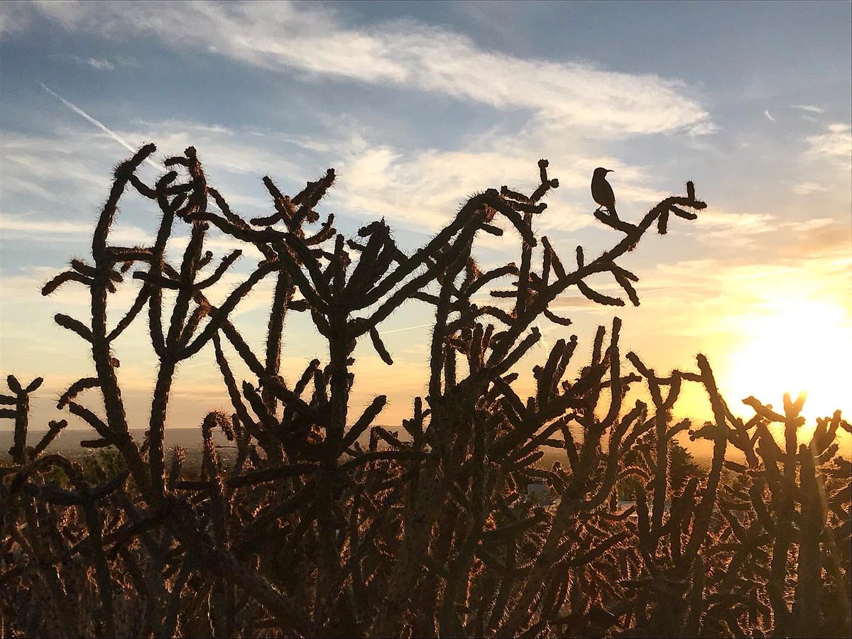 MelanieforNM's tweet photo. Art imitates life in my favorite park and a pair of nesting cactus wrens on tonightโs sunset stroll. ๐ #SpringinNewMexico #NewMexicoTrue #QuarantineLife https://t.co/VwI6AtrisT