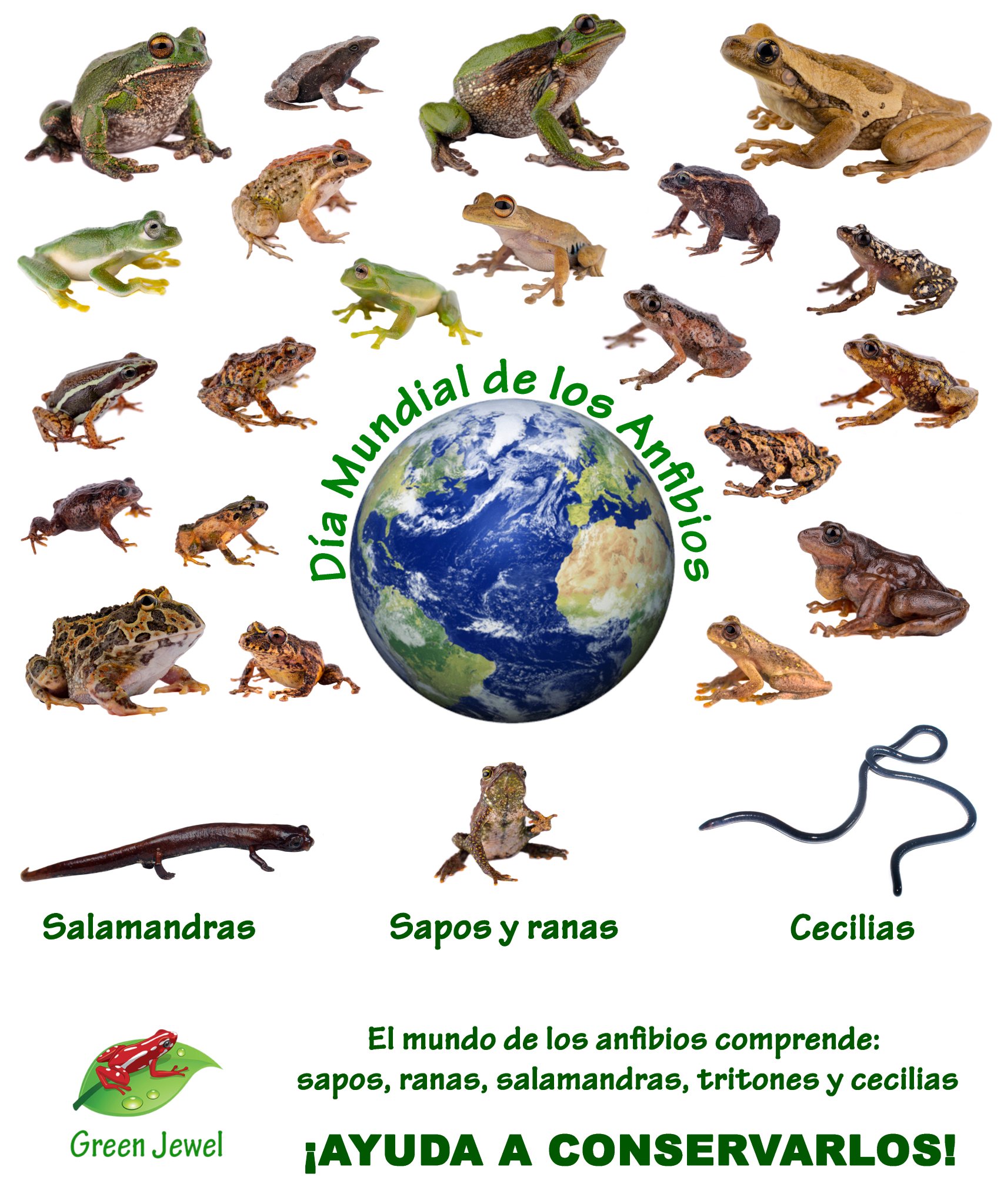 director Clasificación No esencial Grupo Green Jewel on Twitter: "DÍA MUNDIAL DE LOS ANFIBIOS El mundo de los  anfibios comprende: sapos, ranas, salamandras, tritones y cecilias. ¡AYUDA  A CONSERVARLOS! #DíaMundialDeLosAnfibios #Sapos #Ranas #Salamandras  #Tritones #Cecilias #GreenJewel