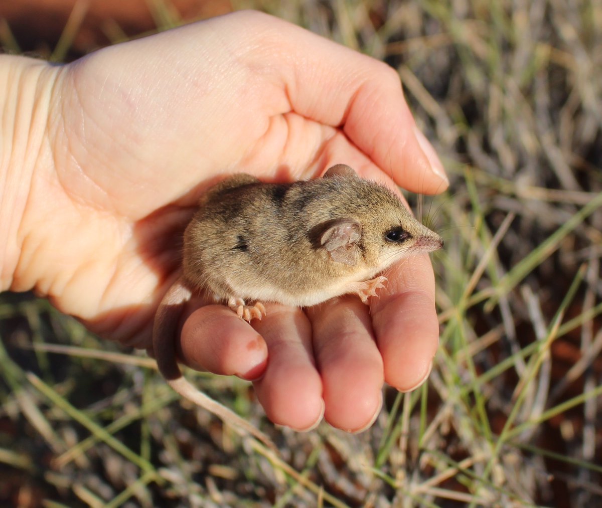 Science_DBCA's tweet photo. Congratulations to Dr Linette Umbrello @Plani_gal for winning the 2019 @PerthZoo Prize for Conservation Research. Her PhD research examined the distinctness of northern quoll subspecies & genetic patterns in Pilbara dunnarts and planigales. #ScienceOurWA #wildoz https://t.co/7DqqBBA0Tk