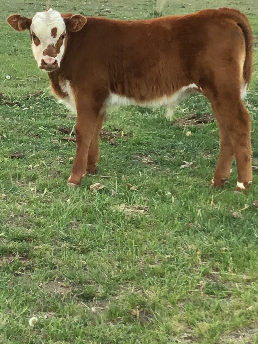 TheDailyCowman's tweet photo. I will be the first to admit you can’t fight the market or what the perceived “best” is

But the idea that is highly promoted that cattle have to have a black hide to be “high quality” 

is the 2nd biggest lie next to “I won’t cum in your mouth” https://t.co/ZjjP01qku7