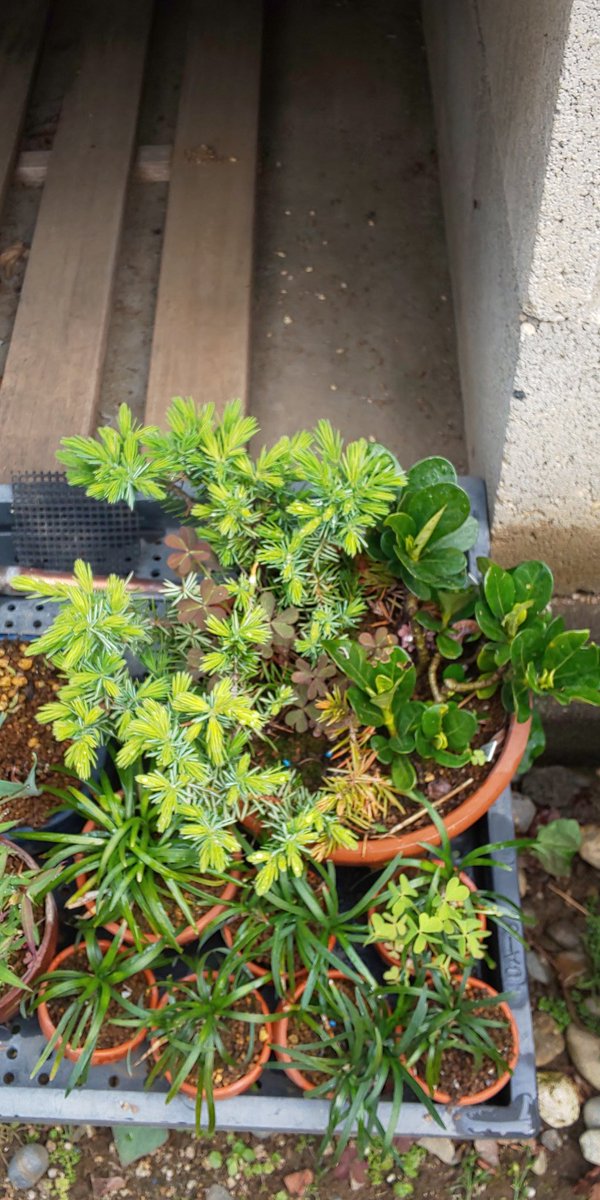 けんじい 次峯鉢 週間天気予報を見たら 今日以降最低気温は10 以下になる日は無いようなので 挿し木してある杜松と梔子の植え替えしようかな