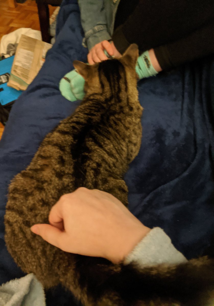 her mew-jesty getting all the pets she deserves