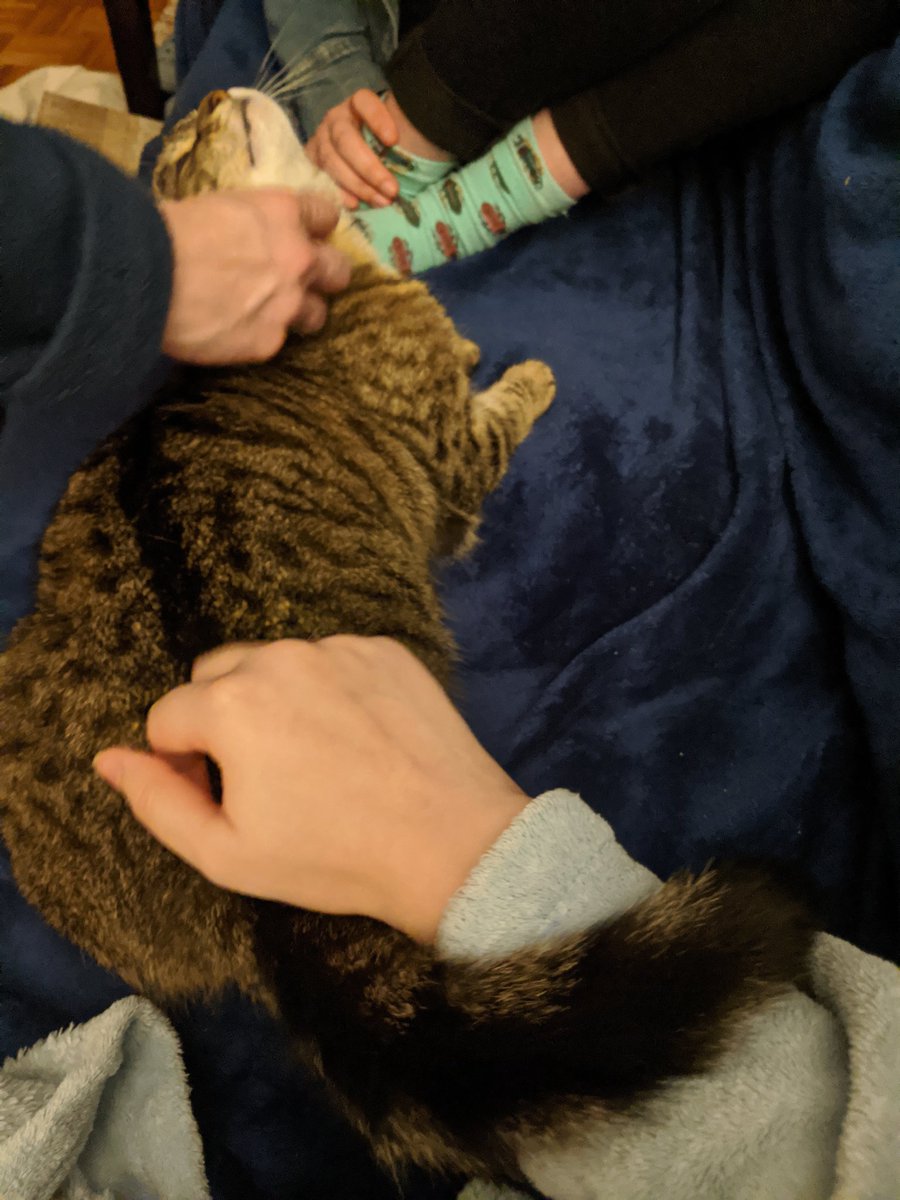 her mew-jesty getting all the pets she deserves