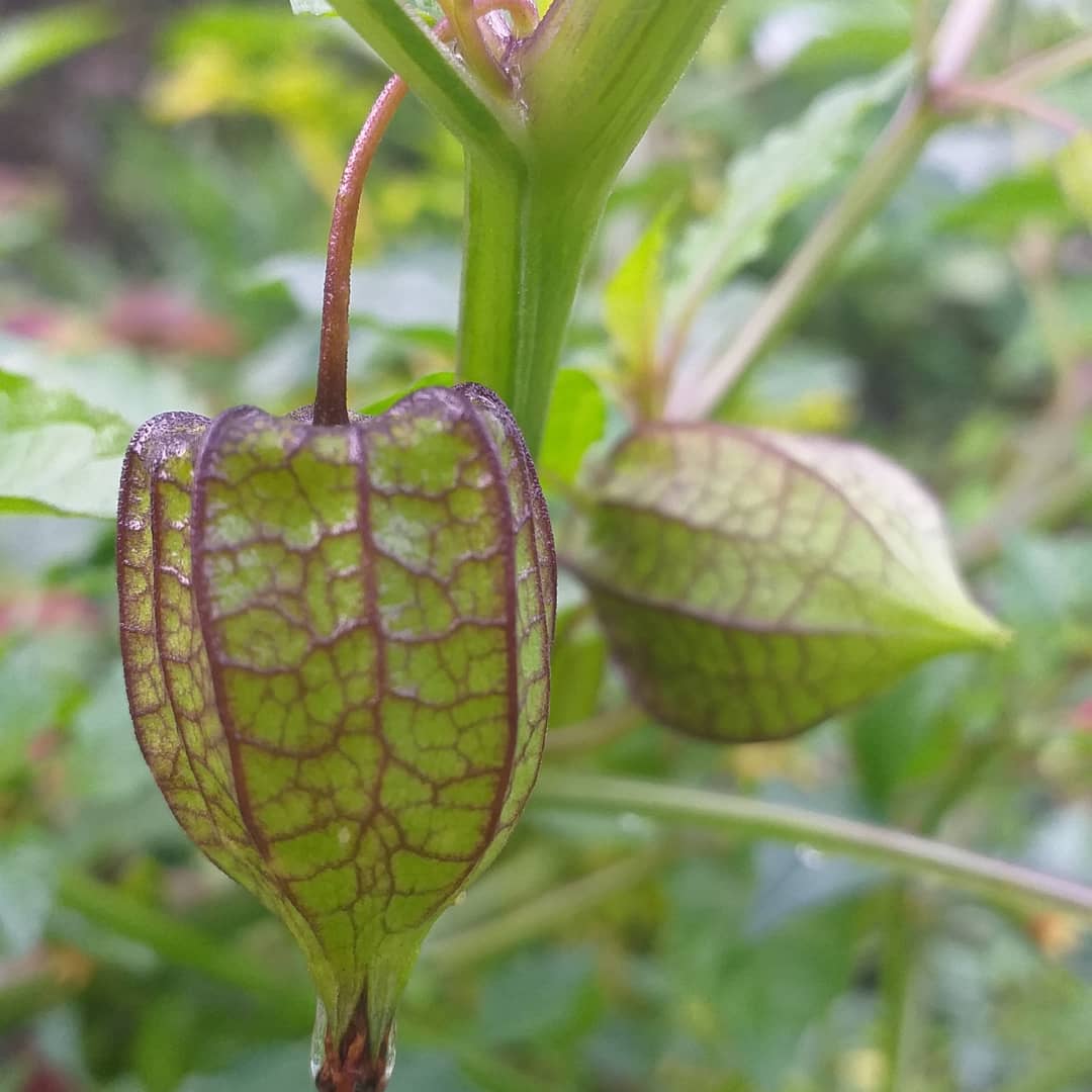 BSBAgatho's tweet photo. Tanaman berbuah mungil ini rupanya banyak menyimpan khasiat obat. Bagian tanaman yang digunakan mulai dari daun, batang, buah dan akarnya. 

#bsbagatho #agathofarm #binasaranabakti #diklat #diklatbsb #kebunorganik #sayurorganik #tanamanherbal https://t.co/9fX8FeE8uw
