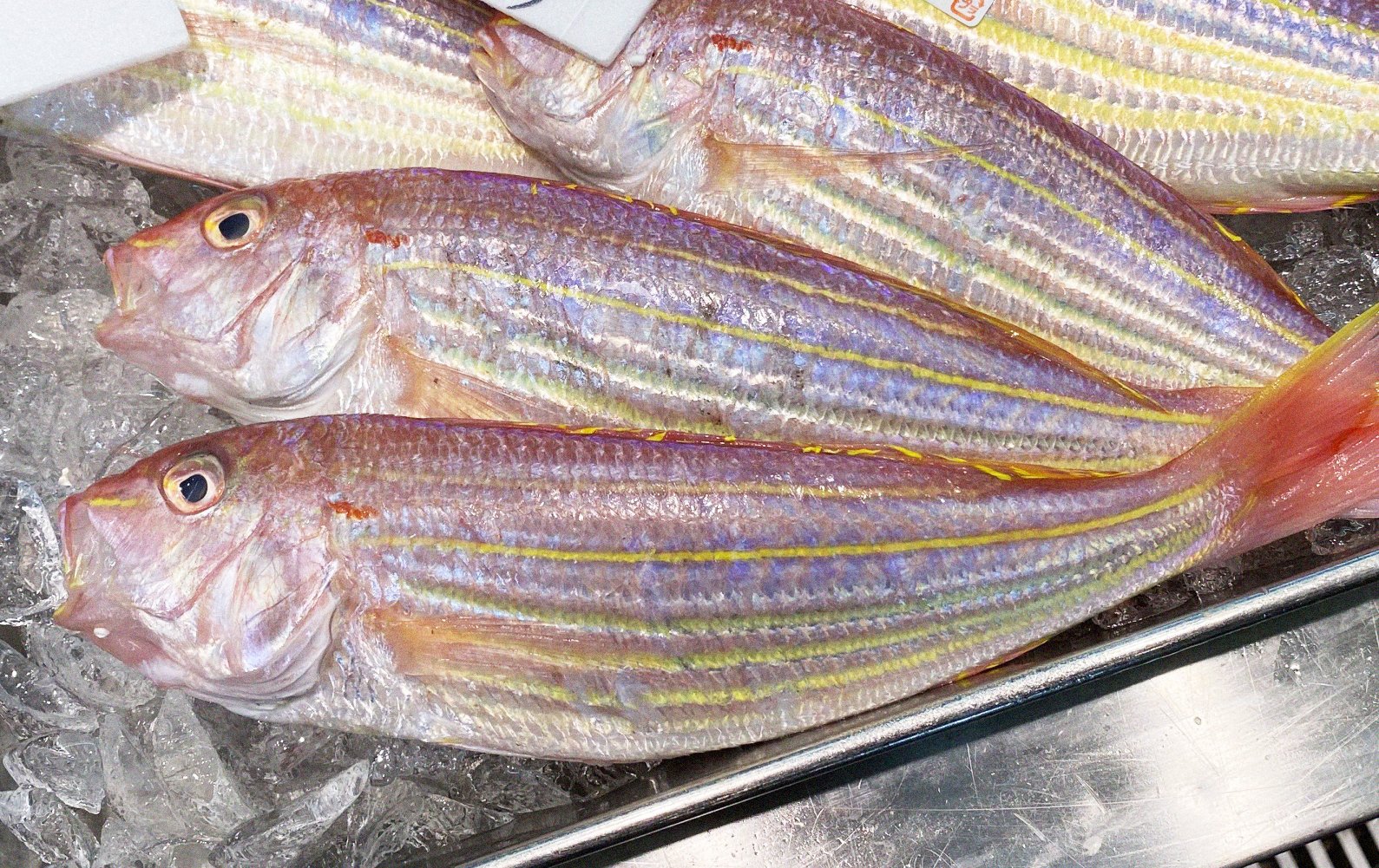 暦生活 こよみせいかつ いとより 旬の魚 紅色に黄と白の横縞が入った美しい魚です 上品な味わいで 皮に火を通すと甘みが増し 多様な食べ方を楽しめます 1日1つ 季節のお話を配信中 T Co Tqmy0mxlpq 暦図鑑 T Co
