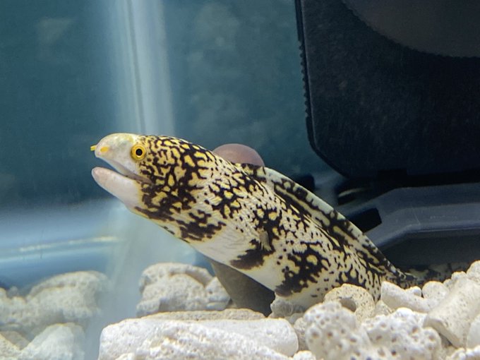 ウツボの飼育に挑戦してみよう Wicture ウィクチャ