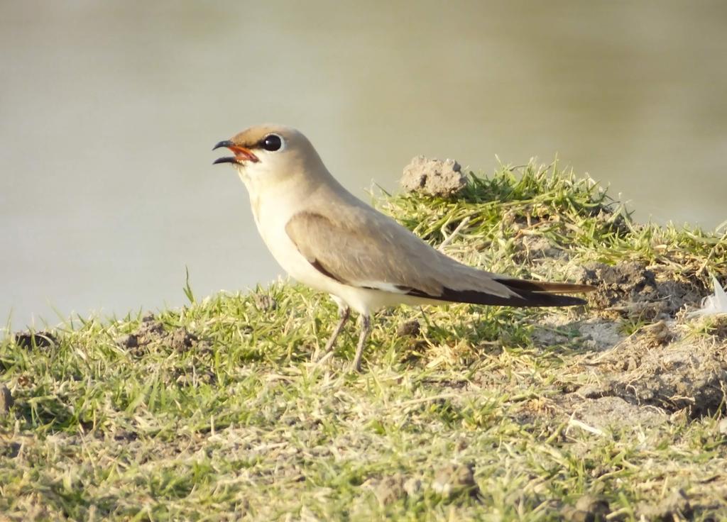 moutam_rajesh's tweet photo. An year ago these birds made me soo curious abt them. #throwback19 #wildlifephotography #birdphotography #birds #photography https://t.co/Ih1JPzovFk