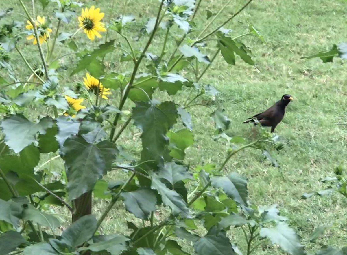 This Mynah is a happy part of  #MyGardenMyLife. Day 36 of  #lockdown. 