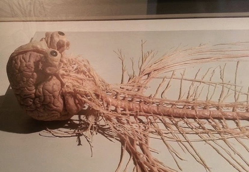 anatomiae_'s tweet image. Duas horas da manhã deitado olhando pro teto nessa quarentena que desregulou meu sono.