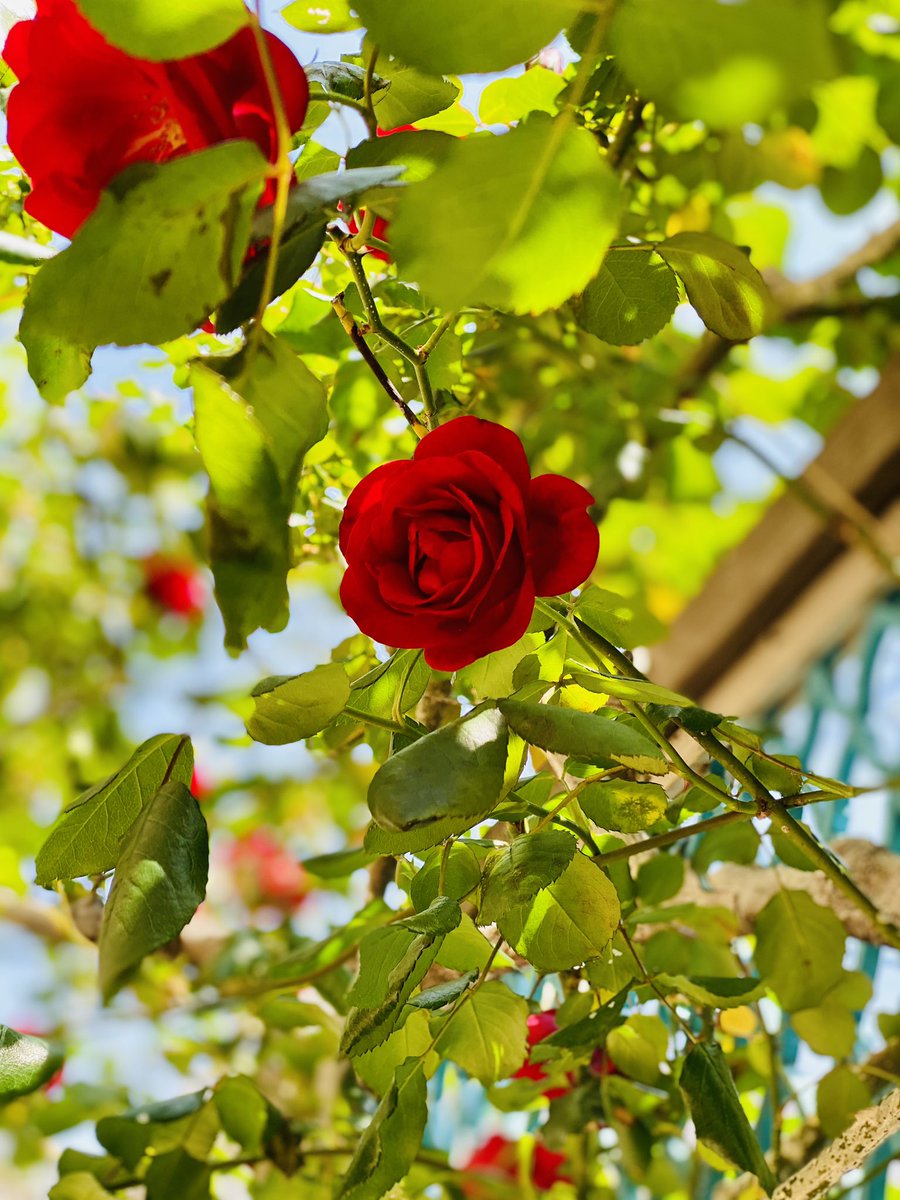 ロココローズ Rose Lace Rococo | BABY, THE STARS SHINE BRIGHT