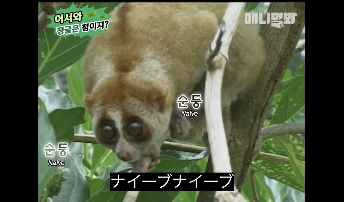 どうぶつ動画字幕bot T Co 1j6gdj9e8q