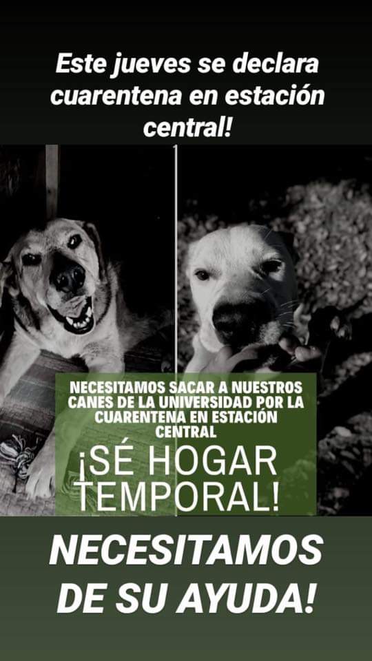 ¡AYÚDANOS SIENDO HOGAR TEMPORAL, ESTACIÓN CENTRAL ENTRARÁ EN CUARENTENA!
Ante la contingencia sanitaria y al estado de CUARENTENA OBLIGATORIA EN ESTACIÓN CENTRAL decretado necesitamos ayuda con hogares temporales para nuestros perritos que quedan en la universidad! Ayúdanos!