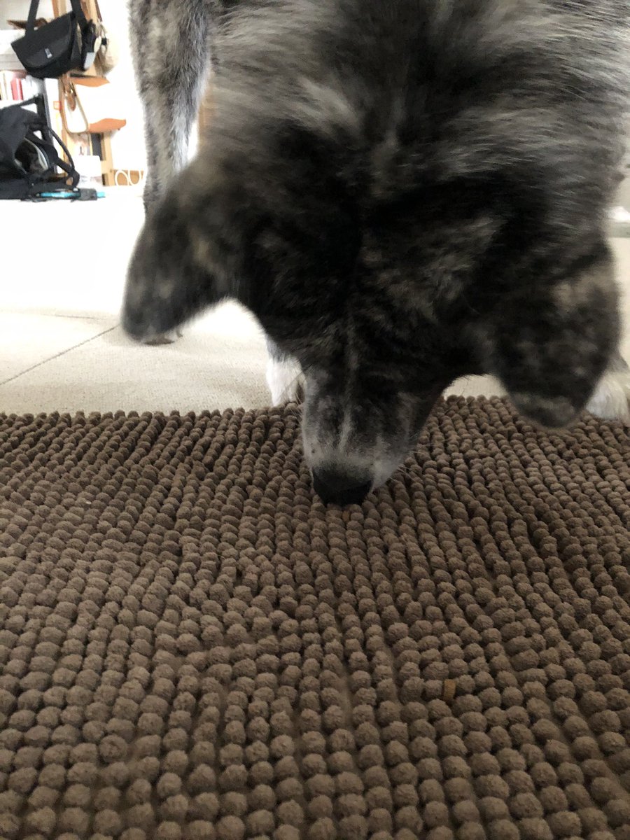 秋田犬ふれあい隊 秋田犬の里 ワンちゃんも家にいる時間が長くなるとストレスを溜めてしまうのでストレス発散やリフレッシュのために頭を使ったゲームをするのもいいですね ぜひ みなさんもチャレンジしてみてください Stayhome おうちで過ごそう 秋田犬ふれあい隊 秋田犬の里 ワンちゃんも家にいる時間が長くなるとストレスを溜めてしまうのでストレス発散やリフレッシュのために頭を使ったゲームをするのもいいですね ぜひ みなさんもチャレンジしてみてください Stayhome おうちで過ごそう