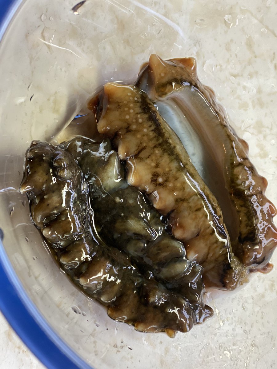 O Xrhsths けんちゃん 北海道小樽で70年続く海産物問屋 Sto Twitter なまこ なまこ 黒いダイヤ 昔は良く食べたな 今日は久しぶり 飯坂冨士商店 小樽グルメけんチャンネル 北海道物産展 Otarujapan Asmr