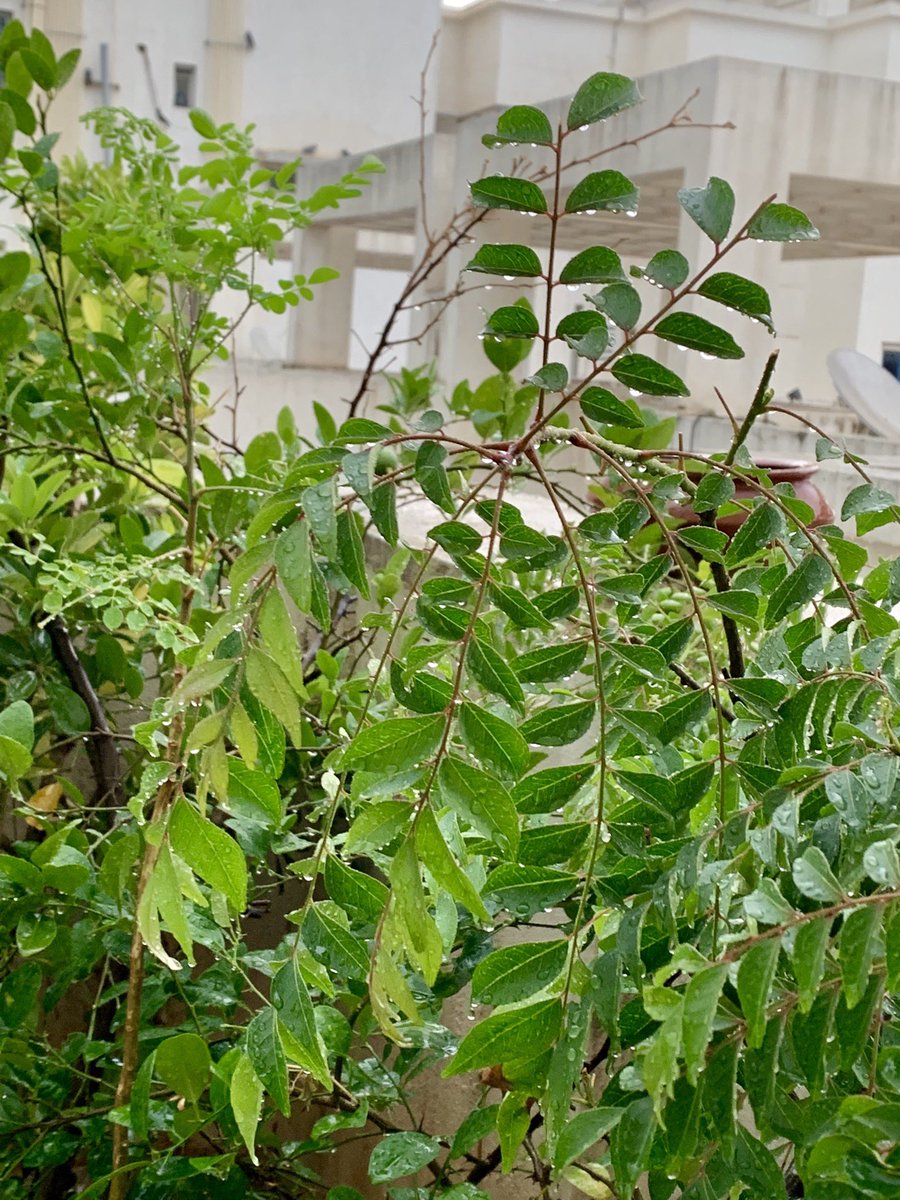 pramodperu's tweet photo. Loving the showers. Feels like Blr weather cycle is back👍 #RSCFusion https://t.co/ZHbNj1s7zj